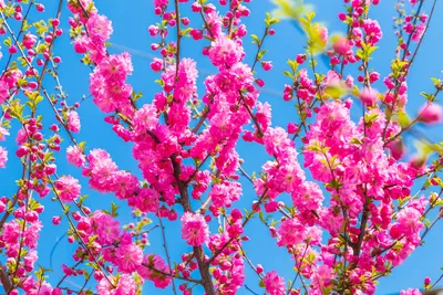 Цветок Миндаля Природа Весна Розовая Красивая — стоковые фотографии и  другие картинки Апрель - Апрель, Без людей, Белый - iStock