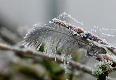 Бесплатные Зима в Швейцарии стоковые фотографии | FreeImages