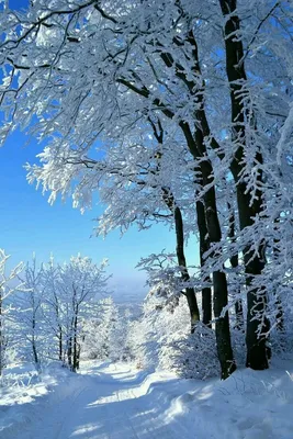 Бесплатные стоковые фото на тему деревья, живописный, зима, погода,  природа, простуда, сезон, снег, снежные обои, снежный фон