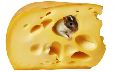 Бесплатный сыр бывает только в мышеловке!