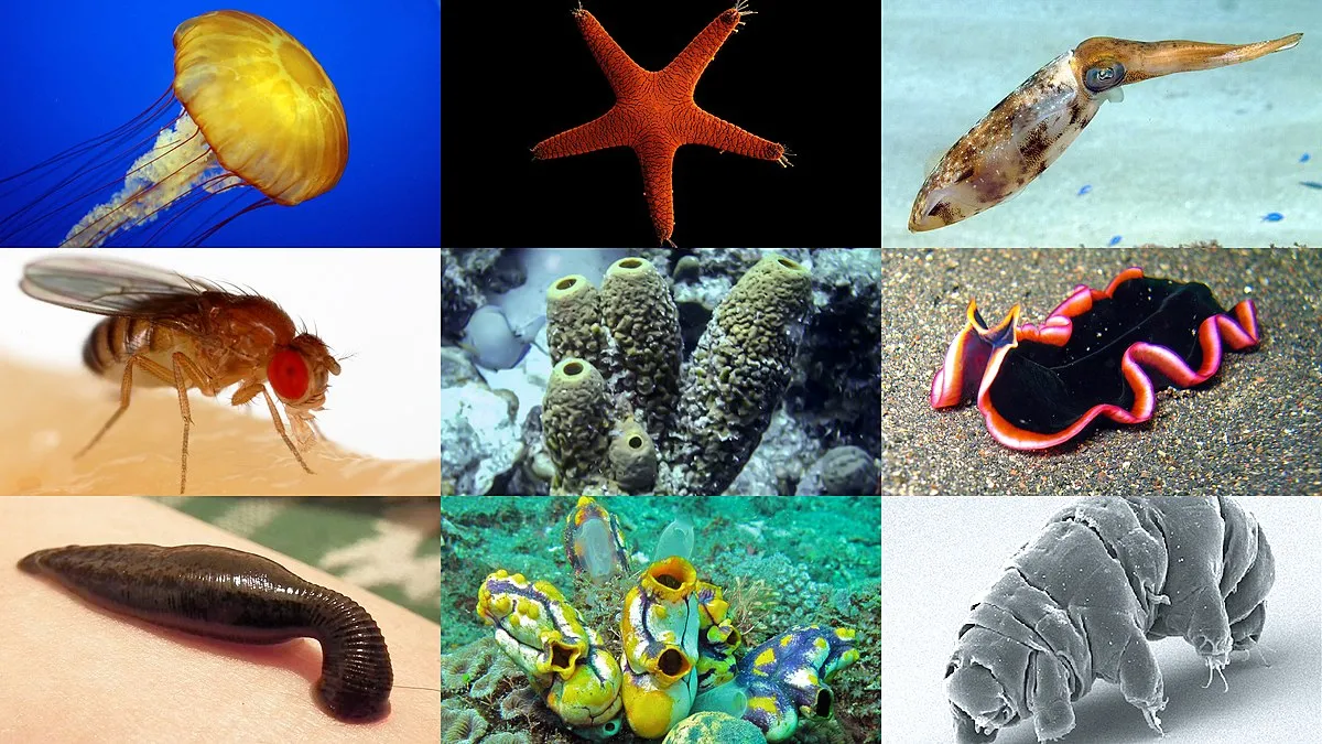 Многоклеточные организмы. Черви Беспозвоночный примеры. Членистоногие моллюски. Тип беспозвоночные.