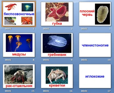 Беспозвоночные животные - карточки Монтессори купить и скачать