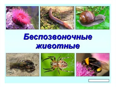 Собачий клещ (Ixodes ricinus), модель - 1000525 - R50 - Беспозвоночные  животные - 3B Scientific