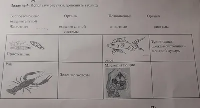 Царство животных: беспозвоночные (без членистоногих) реферат 2010 по  биологии | Сочинения Биология | Docsity