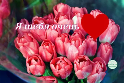 Я тебя очень сильно люблю: красивые картинки и фото - pictx.ru
