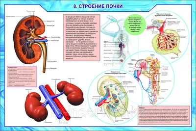 Биология в рисунках, схемах и таблицах: учеб. пособие. 2-е изд., доп.