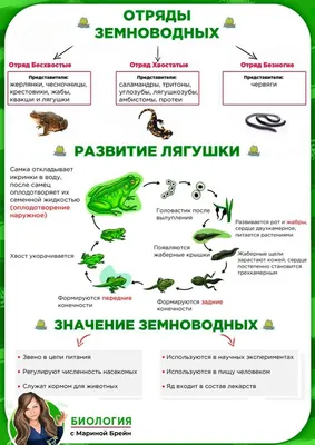 Биология | Лаптева Ольга Владимировна - купить с доставкой по выгодным  ценам в интернет-магазине OZON (714685758)