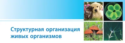 Биология | Никитинская Татьяна Владимировна - купить с доставкой по  выгодным ценам в интернет-магазине OZON (249170099)