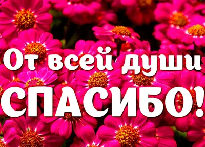 Акция «Благодарю тебя, Учитель!» - Ошколе.РУ