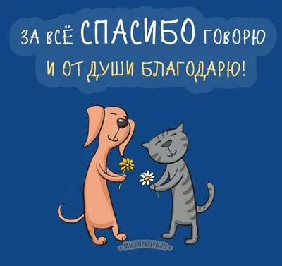 Коллекция картинок со словами «Спасибо» и «Благодарю» | Смешные открытки,  Смешные счастливые дни рождения, Счастливые картинки