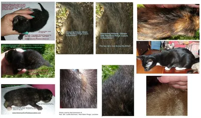 ВЕЛКО лакомство-пребиотик для кошек для здоровой кожи и блестящей шерсти, 7  штук по 35мл, APICENNA Welco