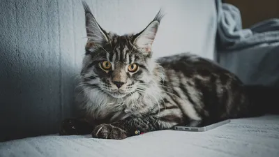 Beautiful Kitten Brooch,Rhinestone,Gift Idea,Sparkly,Gorgeous,Cute,Cat,Gold  | eBay
