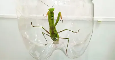 Богомол обыкновенный (Mantis religiosa)