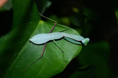 Богомол обыкновенный - необыкновенное насекомое. | Macro / Миллиметровая  Вселенная | Дзен