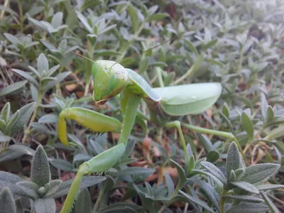 Обыкновенный богомол (Mantis religiosa) - Picture Insect