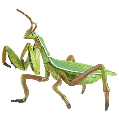 Обыкновенный богомол (Mantis religiosa) в Мордовии - Природа Республики  Мордовия