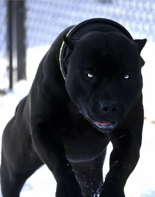 Бойцовские породы собак | Pitbull dog breed, Bully breeds dogs, Black  pitbull