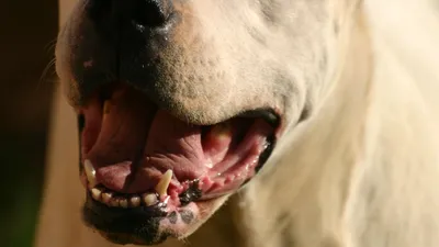 Агрессивные породы собак, их самые яркие представители.