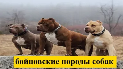 Бойцовские породы собак: названия и фото (каталог) | Блог о щенках и  собаках ^;^ | Дзен