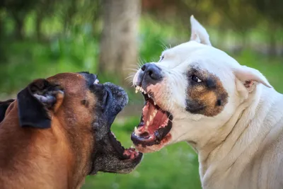 Большие бойцовские собаки породы - 80 фото