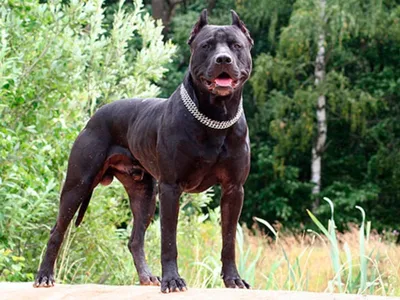 Бойцовские породы собак с названиями и фотографиями | PetGuru
