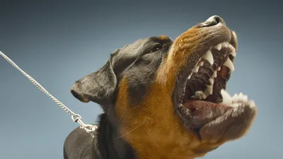 В Литве запретили держать в многоэтажках бойцовских собак : Псковская Лента  Новостей / ПЛН