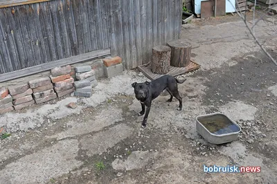 Бойцовые породы собак в городе - ЯПлакалъ
