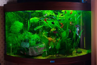 Рыбный аквариум (Федор, 4 года) - возрастная группа до 5 лет - Форум  Tropica.RU