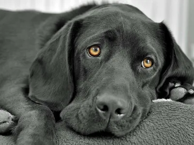 Глаукома у собак и кошек: причины, симптомы, лечение
