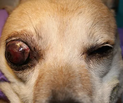Болезни глаз у собак в картинках