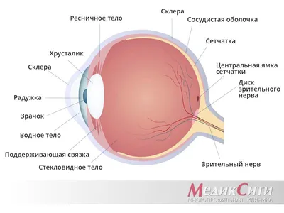 Заболевания глаз у брахицефалов