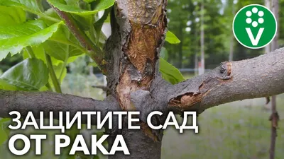 Некоторым людям нельзя есть груши — диетолог - 30.09.2021, Sputnik  Кыргызстан