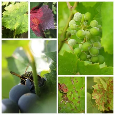 Болезни и вредители винограда | Виноград, Растения, Садоводство
