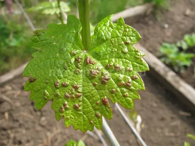 Болезни винограда: лечение, профилактика и описание с фото