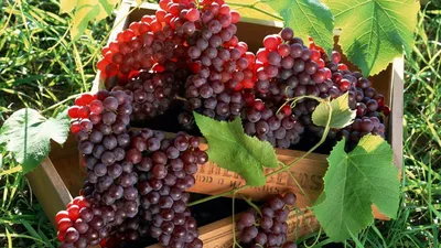 Болезни и вредители винограда — Форум — Ботаничка