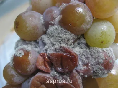 Клещ войлочный виноградный, зудень - вредители
