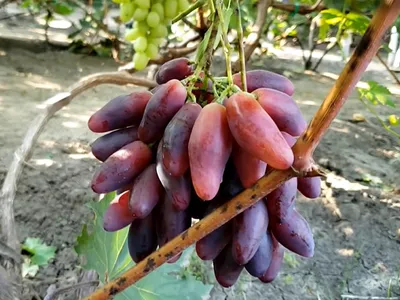 Уход, полив и защита от вредителей огурцов и винограда в июле