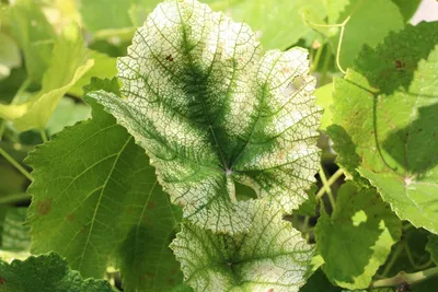Болезни и вредители винограда | Виноград, Растения, Цветение