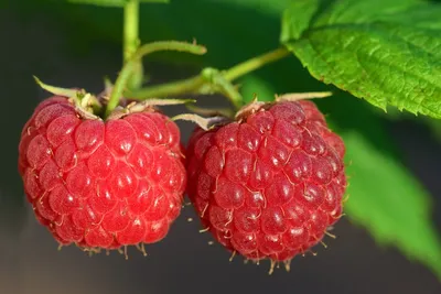 Малина — ягода которая порадует вас | Садоводство без усталости | Дзен