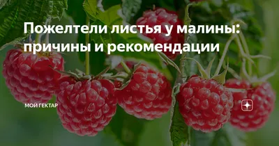 Великая» малина с устойчивостью к корневой гнили – новое достижение  селекционеров - Рамблер/новости