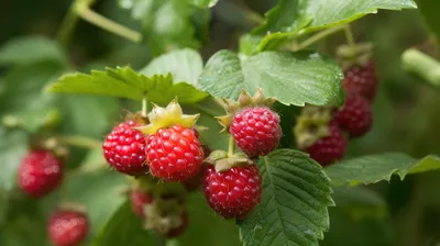 несколько ягод малины растущих из растения, картинки болезни малины фон  картинки и Фото для бесплатной загрузки