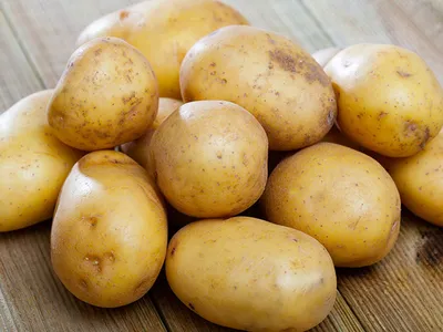 Y-вирус картофеля или pvy. Описание и методы лечения