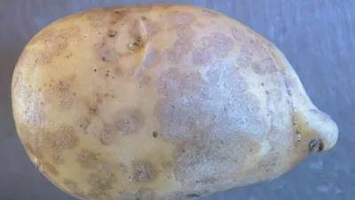 Как определить болезни картофеля по собранному урожаю | GreenPost