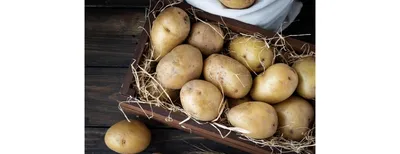 ГлавАгроном - Парша клубней картофеля: виды, симптоматика, меры борьбы