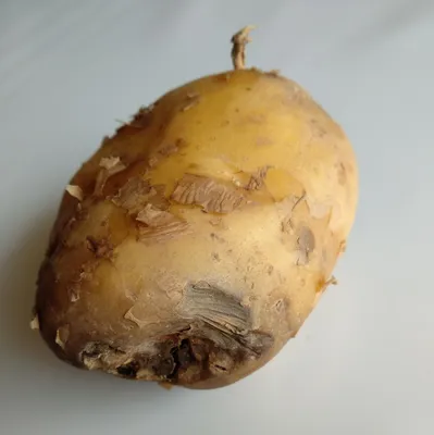 Болезни картофеля в период хранения
