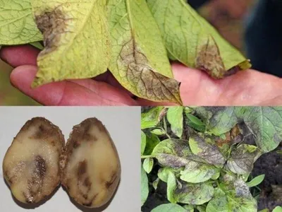 Новый препарат защитит картофель от болезней и увеличит урожаи