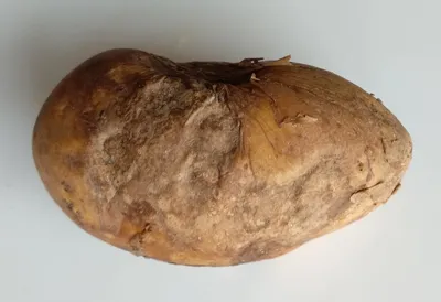 Болезни клубней картофеля: описание, фото и лечение
