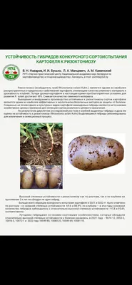 Сухая гниль картофеля: первые признаки, методы борьбы и профилактики |  Agro-Market