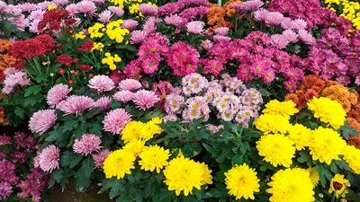 Любителям хризантем: все о посадке и выращивании цветов, а также их лечении  | Садовая коллекция Натальи | Дзен