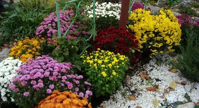 Многолетние хризантемы осенью: уход и подготовка к зиме | В цветнике  (Огород.ru)